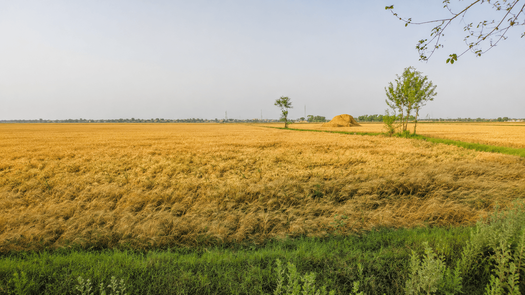 Green farmland